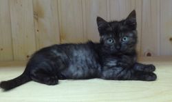 котенок чёрный дым
