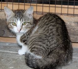 кошечка котенок