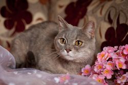 кошка