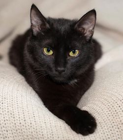 чёрная кошечка