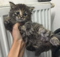 пушистый котенок в дар