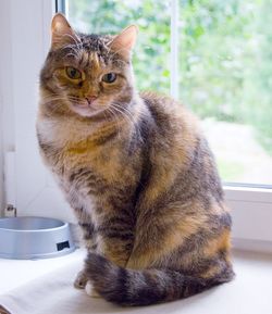 кошка в дар
