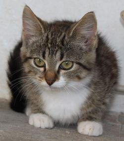 котенок даром