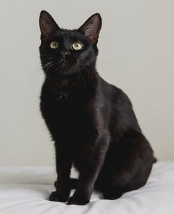 чёрная кошка в дар