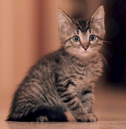 котенок даром москва