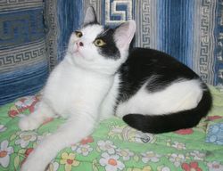 котик в дар