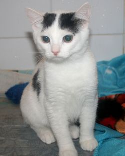 котенок в дар