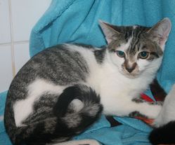 котенок в дар