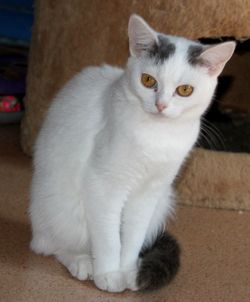 кошечка подросток