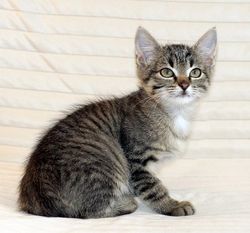 полосатый котенок бесплатно