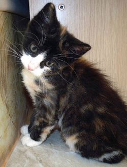 игривый котенок в дар