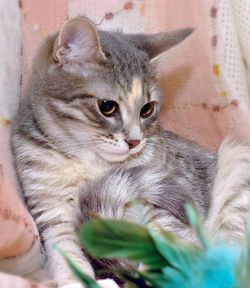 котенок голубокремка