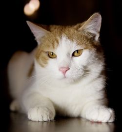 кот подросток
