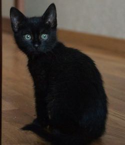 чёрный котенок в дар