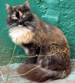 яркая кошка в дар