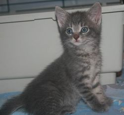 серенький котенок