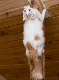 кот в дар