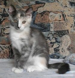 голубокремовый котенок