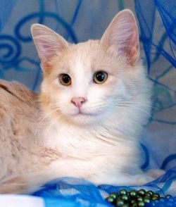 бело-персиковый котенок