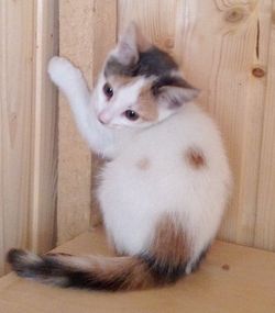 котенок трёхцветка