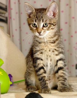 полосатый котенок