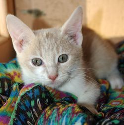 персиковый котенок в дар